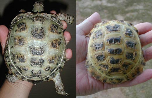 Russian Tortoise r