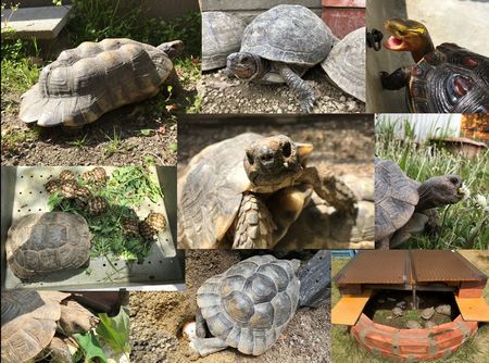tortoise,boxturtle,亀,リクガメ,ヘルマン,ホルス,マルギナータ,地中海,ハコガメ